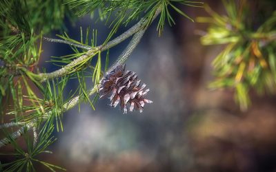 Sunday Worship – Jan. 31