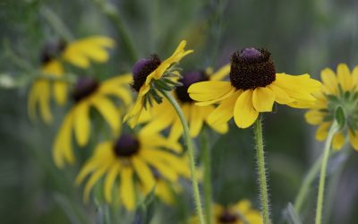 Bulletins – July 11
