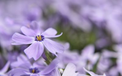 Sunday Worship – Oct. 10
