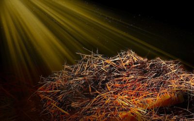 Bulletins – Nov. 28