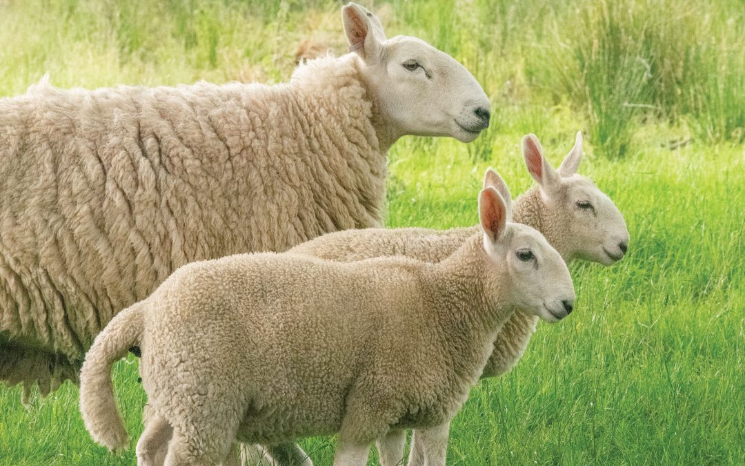 Ewe and two Lambs