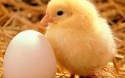 Third Grade Newsletter, 4/23